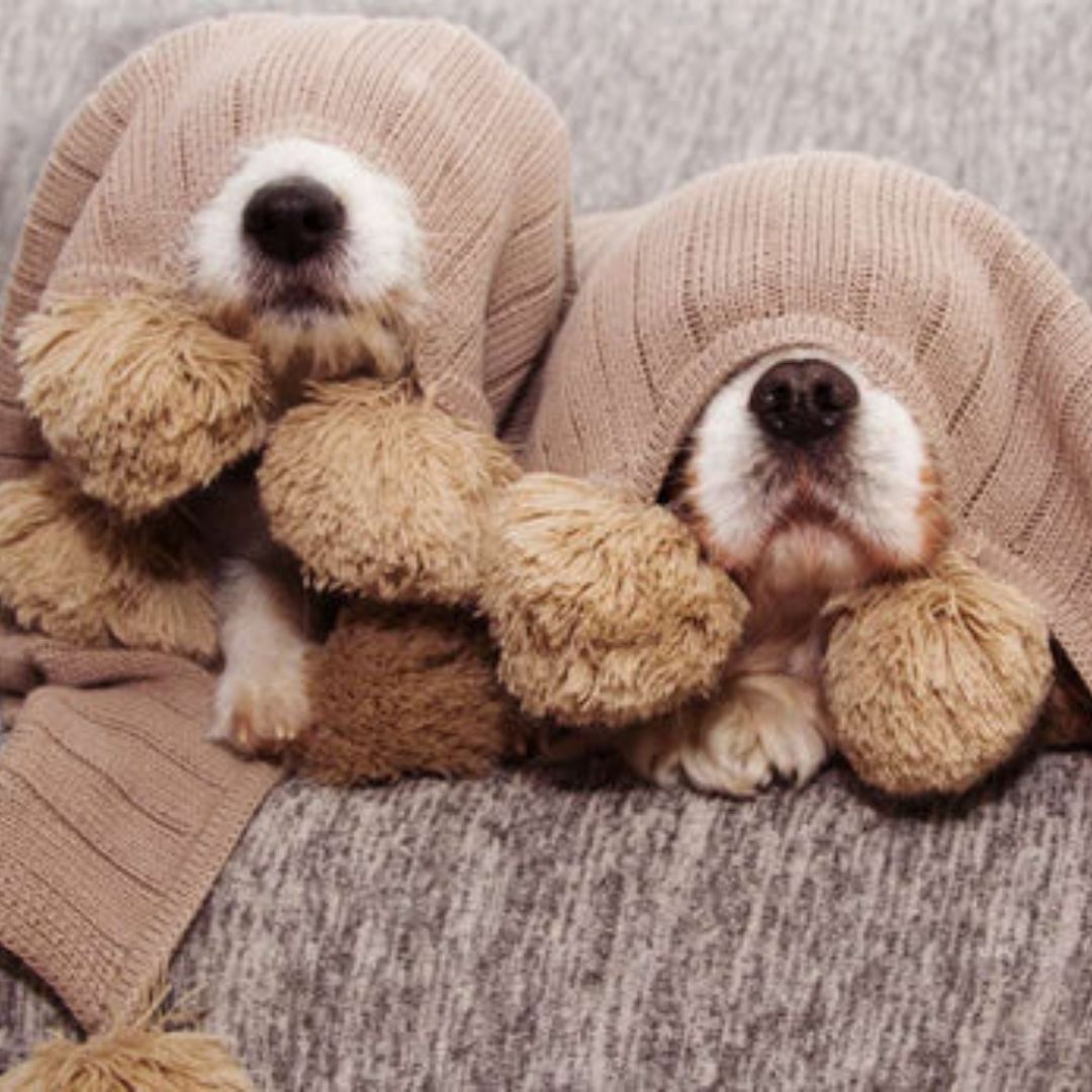 Wenn die Nacht zum Tag wird: Nächtliche Unruhe bei Hunden und wie wir Zweibeiner dabei helfen können