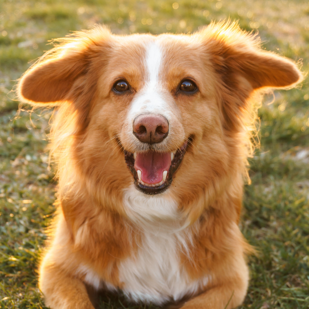 Leishmaniose beim Hund – was steckt eigentlich dahinter?