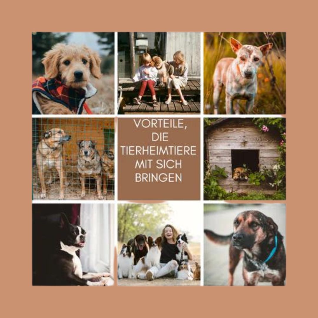 Tierheimhunde und ihr schlechter Ruf: 10 überzeugende Gründe für die Adoption