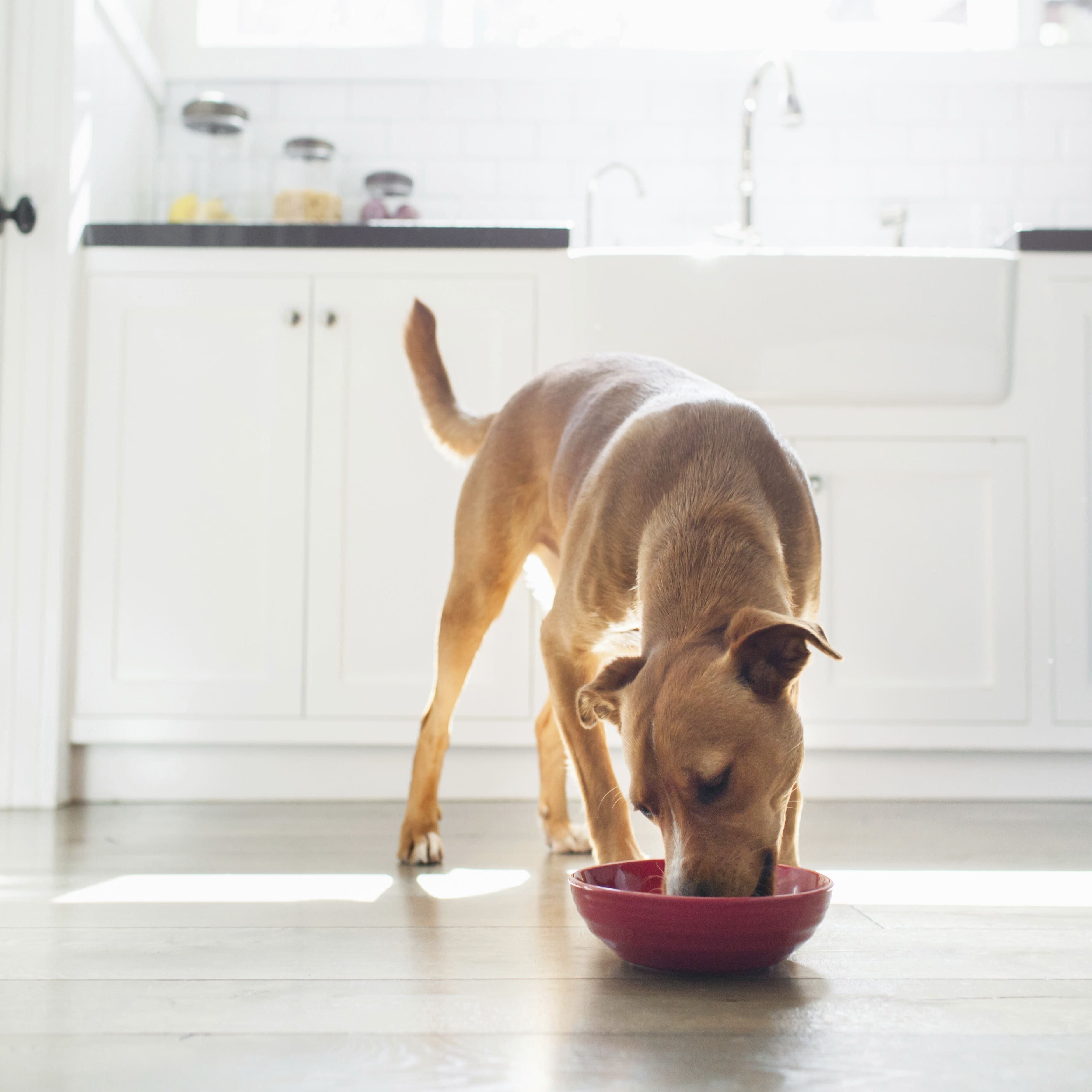 Verdauung beim Hund: Wie TJURE Smoothies bei Problemen unterstützen können