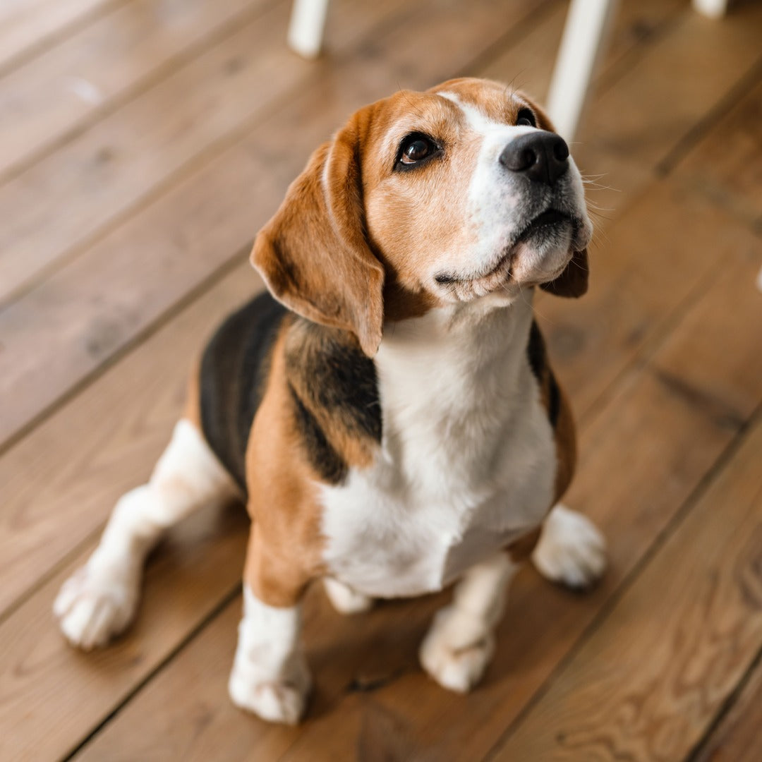Verstopfte Analdrüsen beim Hund: Symptome und was du tun kannst