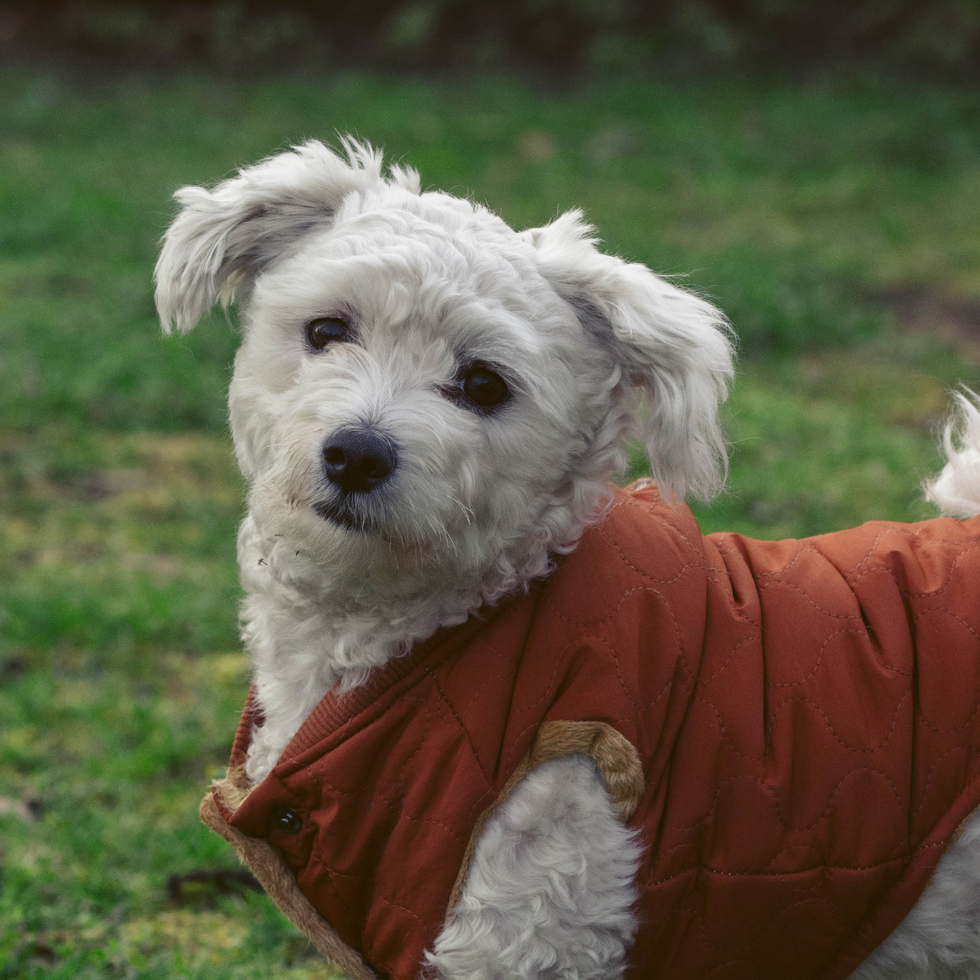 Hundemantel: sinnvoller Schutz oder unnötiges Accessoire?