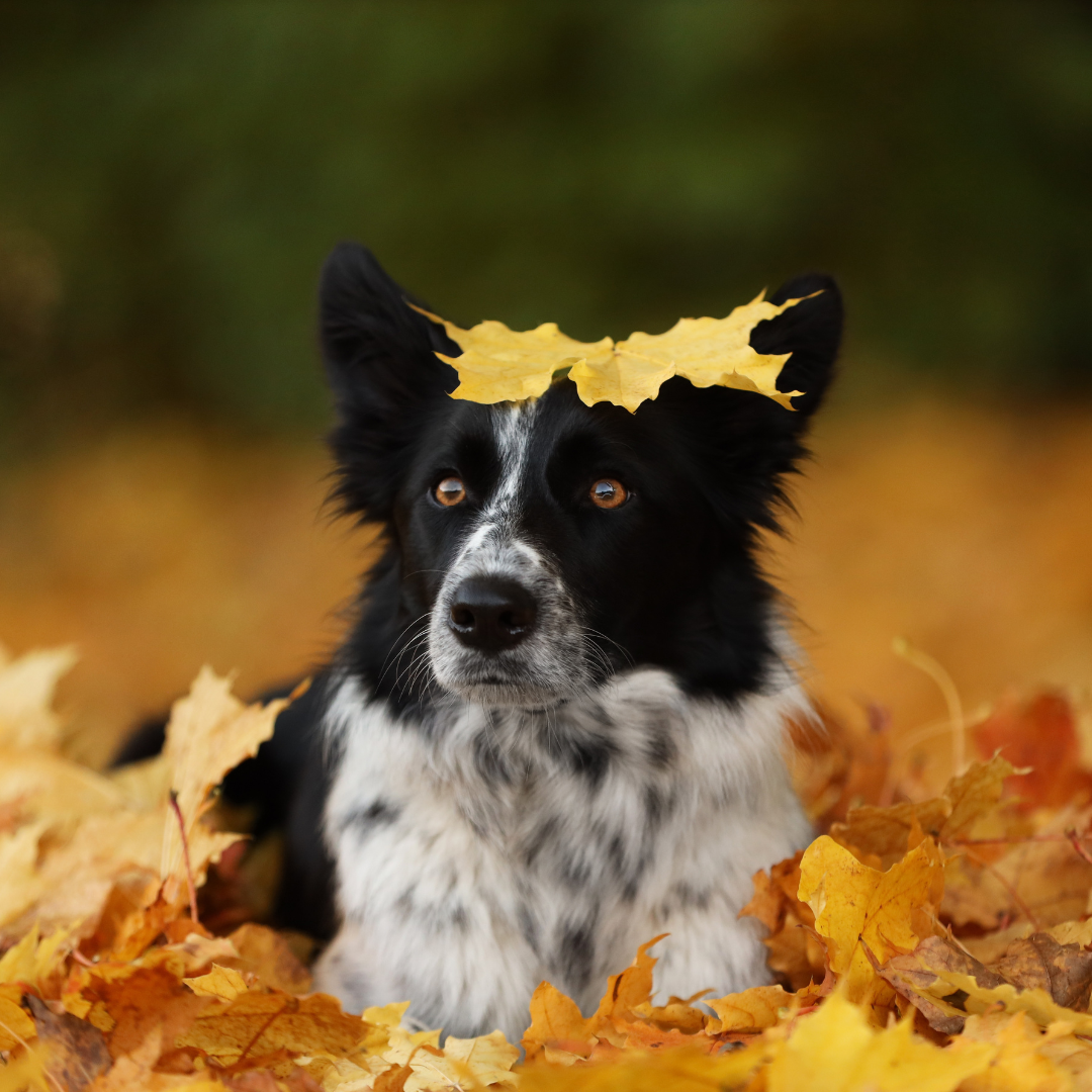 Hund im Herbst: Was sich jetzt für deinen Vierbeiner verändert