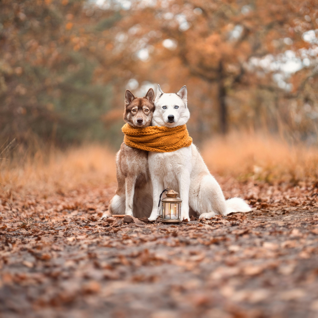 Warum trinkt mein Hund im Herbst plötzlich weniger?