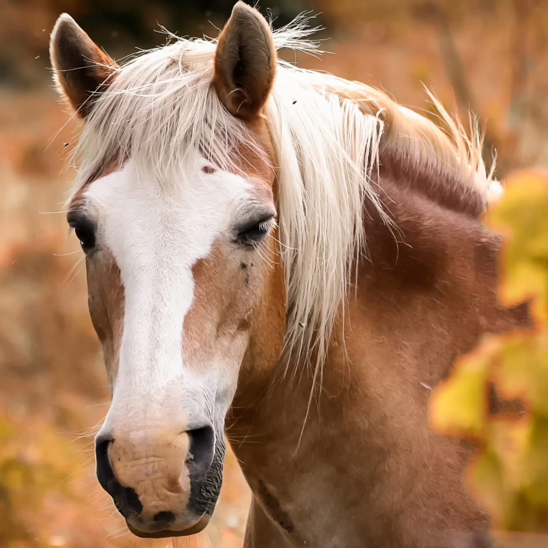Abweiden beim Pferd: Warum die Umstellung im Herbst genauso wichtig ist wie das Anweiden