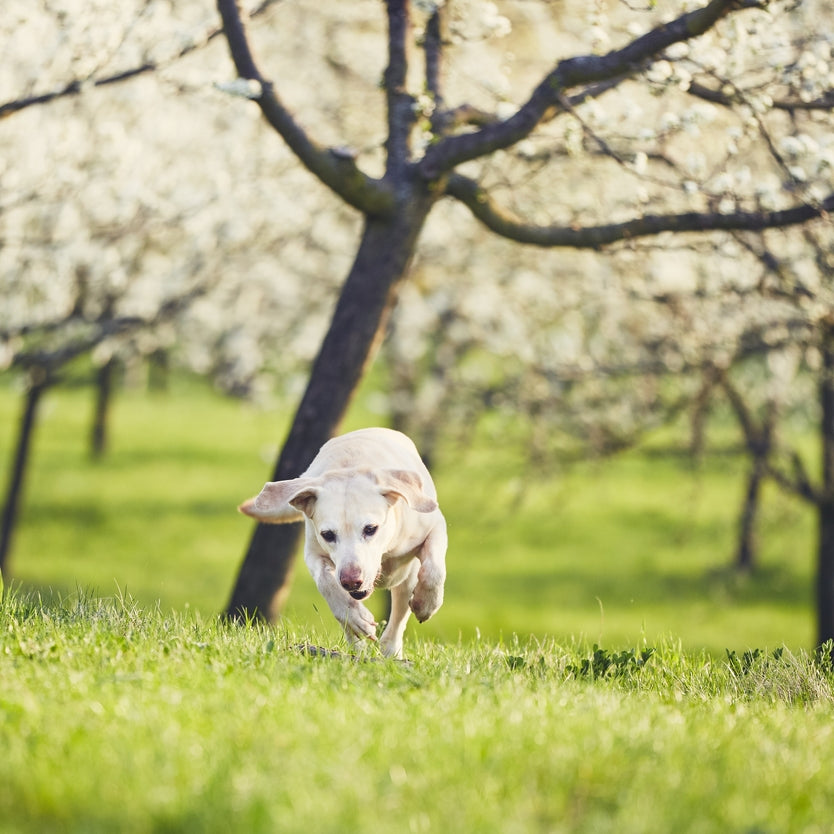 Hunde im Frühling: Energie tanken nach Abenteuern