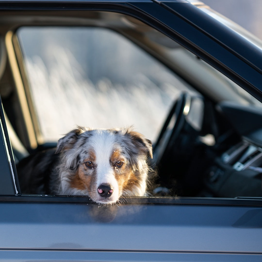 Reisen mit Hund und Katze: Stressfreie Reisebegleitung und praktische Smoothie-Packs