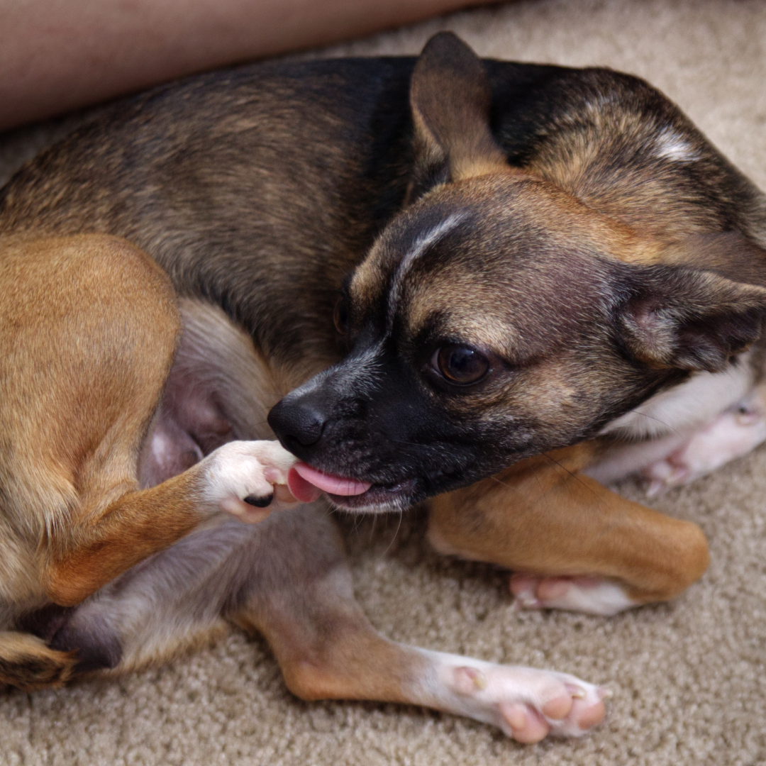 Dein Hund leckt seine Pfoten? Erst einmal ganz normal!