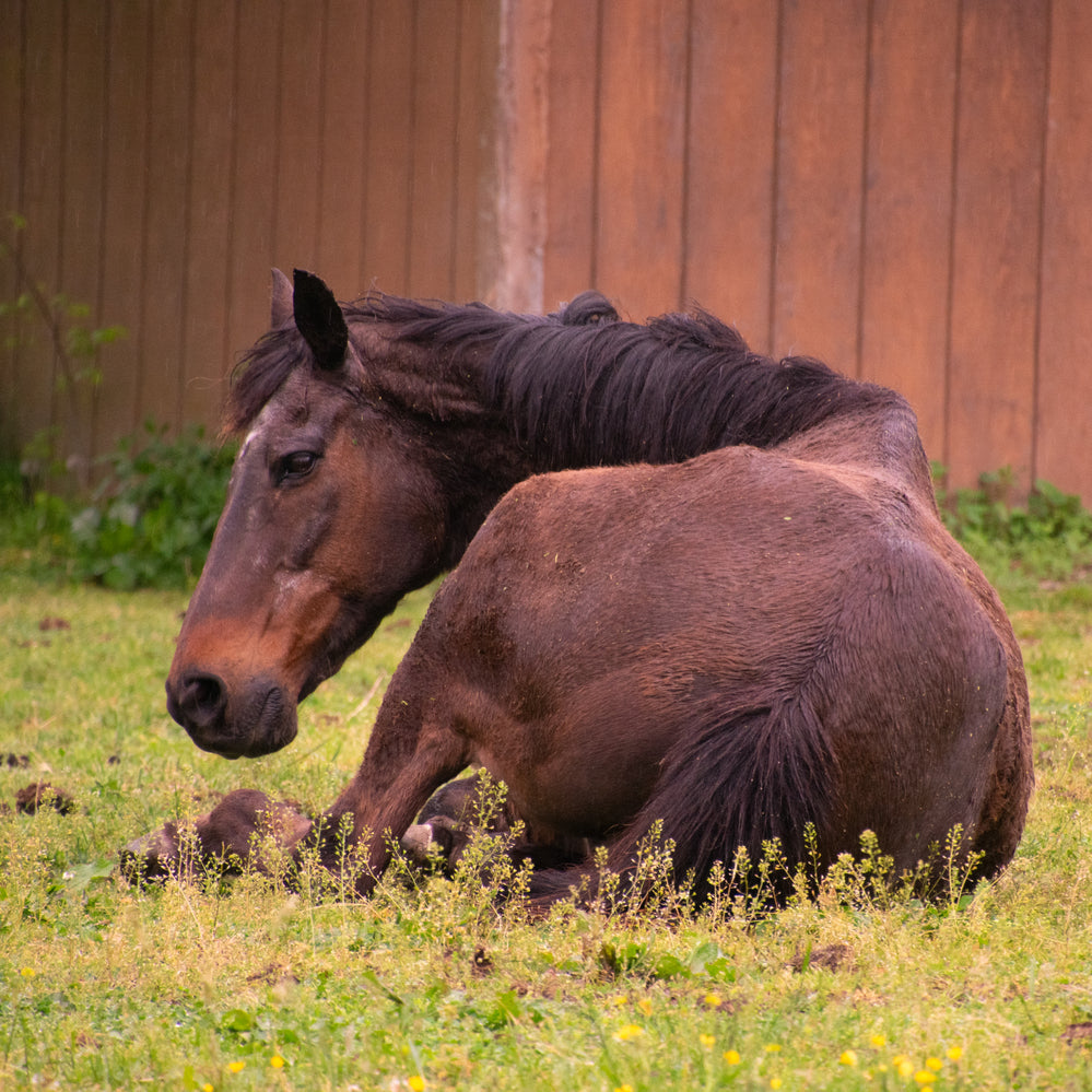 Kreislauf beim Pferd: Probleme, Ursachen und Unterstützung