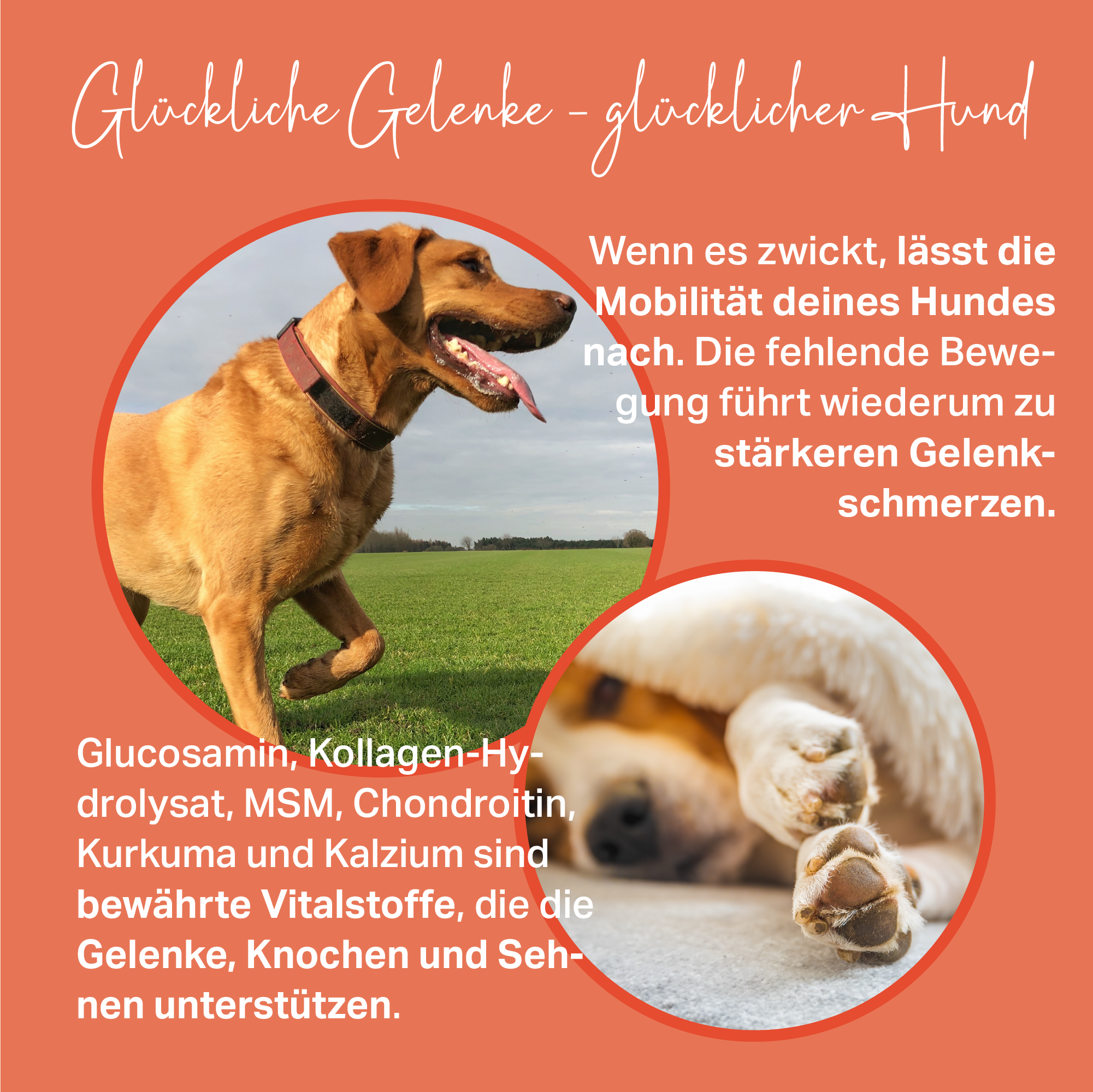 Tabletas Medidog Gelenk Aktiv 120 g